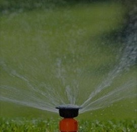 Giải pháp trồng bưởi không bị sâu đục trái