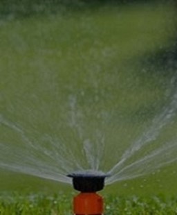 Giải pháp trồng bưởi không bị sâu đục trái