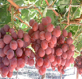 KỸ THUẬT TRỒNG VÀ CHĂM SÓC CÂY NHO